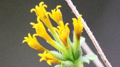 Sclerocarpus uniserialis