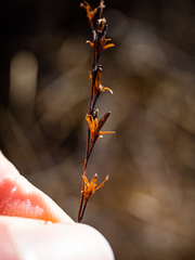Triglochin palustris