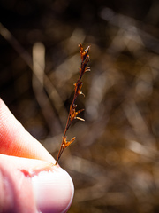 Triglochin palustris