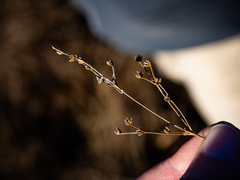 Juncus brachycephalus