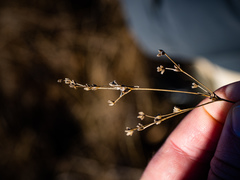 Juncus brachycephalus