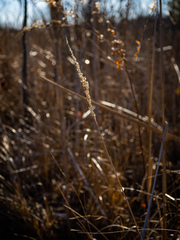 Calamagrostis inexpansa