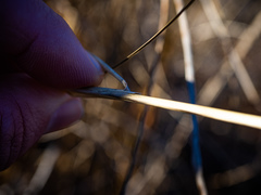 Calamagrostis inexpansa