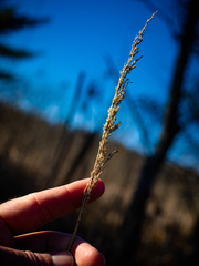 Calamagrostis inexpansa