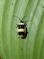 Asphaera transversofasciata