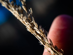 Calamagrostis inexpansa