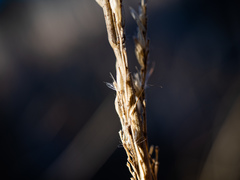 Calamagrostis inexpansa