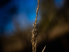 Calamagrostis inexpansa