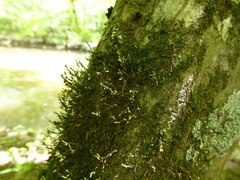Cryphaea glomerata
