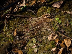 Trichophorum planifolium