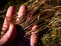 Trichophorum planifolium