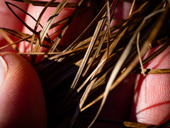 Trichophorum planifolium