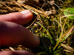 Trichophorum planifolium