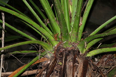 Doryanthes palmeri