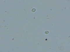 Physisporinus pouzarii