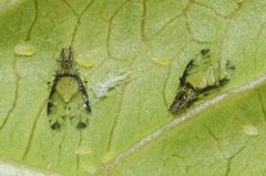 Sarucallis kahawaluokalani