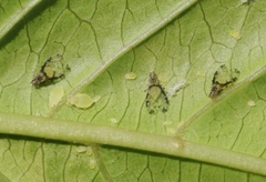 Sarucallis kahawaluokalani