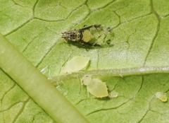 Sarucallis kahawaluokalani