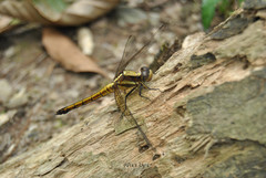 Orthetrum triangulare