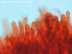 Physisporinus pouzarii