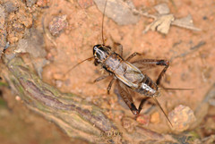 Loxoblemmus appendicularis