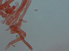 Physisporinus pouzarii