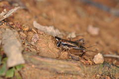 Loxoblemmus appendicularis