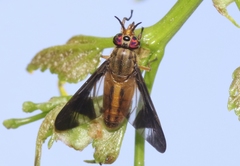 Chrysops macquarti
