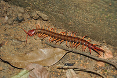 Scolopendra dehaani