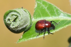 Synolabus nigripes