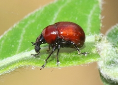 Synolabus nigripes