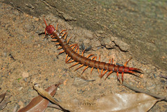 Scolopendra dehaani