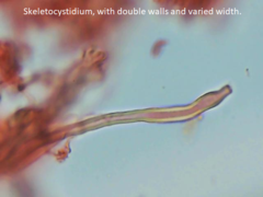 Physisporinus pouzarii