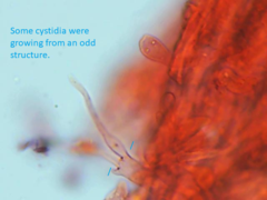 Physisporinus pouzarii