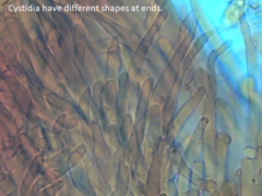 Physisporinus pouzarii