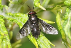 Chrysops carbonarius