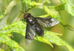 Chrysops carbonarius