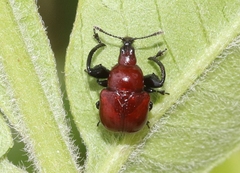 Synolabus nigripes