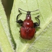 Sumac Leafrolling Weevil - Photo (c) James Bailey, some rights reserved (CC BY-NC), uploaded by James Bailey