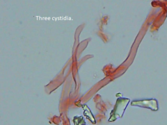 Physisporinus pouzarii