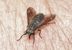 Chrysops fuliginosus