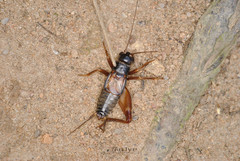 Duolandrevus dendrophilus