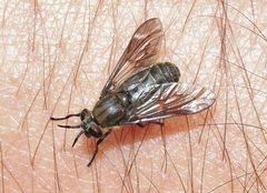 Chrysops fuliginosus