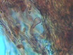 Physisporinus pouzarii