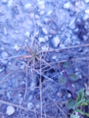 Eragrostis elliottii