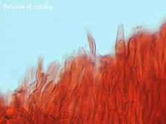 Physisporinus pouzarii