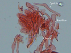 Physisporinus pouzarii