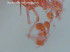 Physisporinus pouzarii