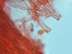 Physisporinus pouzarii