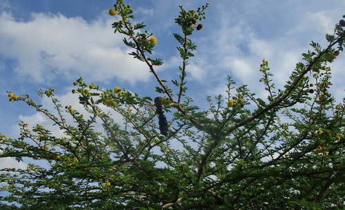 Acacia nilotica image